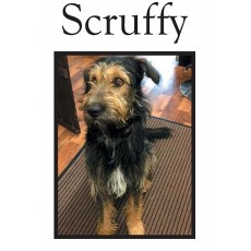 Scruffy